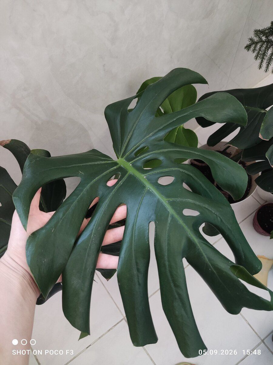 Monstera bitkisi — Bitkilər, Bakı (4)