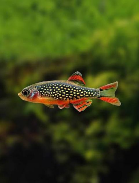 Ülduzlar Mirvarisi Danio (Qalaktika Rasborası) — 7 ₼ · Bakı · Akvariumlar və balıqlar Ülduzlar Mirvarisi Danio (Qalaktika Rasborası) — Bakı