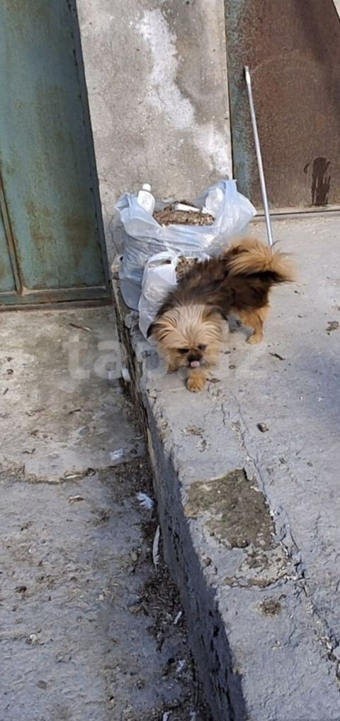 Bolonka, 11 ay — 120 ₼ · Mehdiabad · Köpəklər Bolonka, 11 ay — Mehdiabad