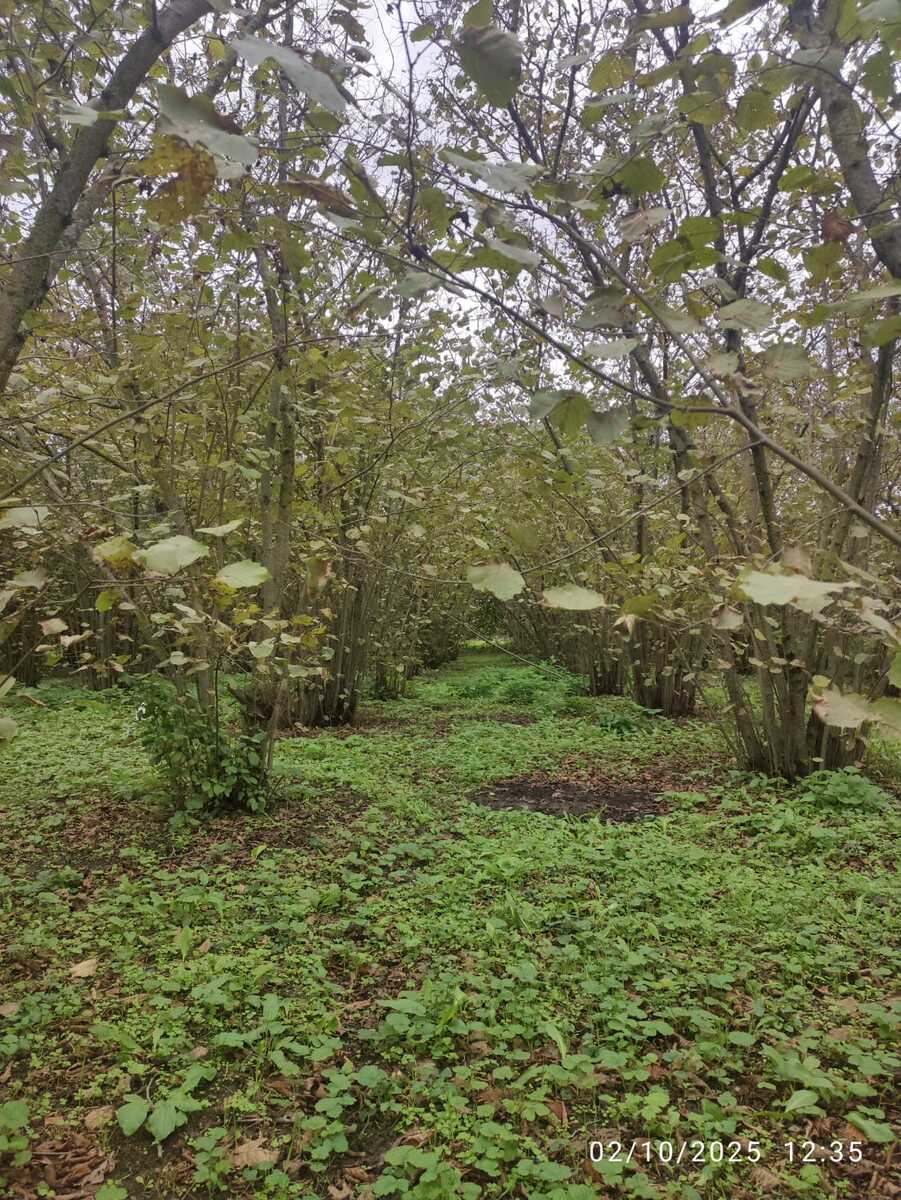 Satılır torpaq 28 sot — Torpaq, Xaçmaz (2)