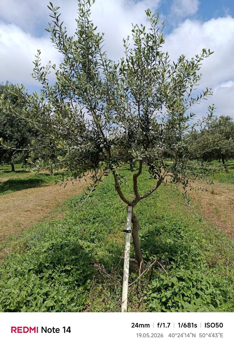 Zeytun ağacı — Bitkilər, Bakı (6)