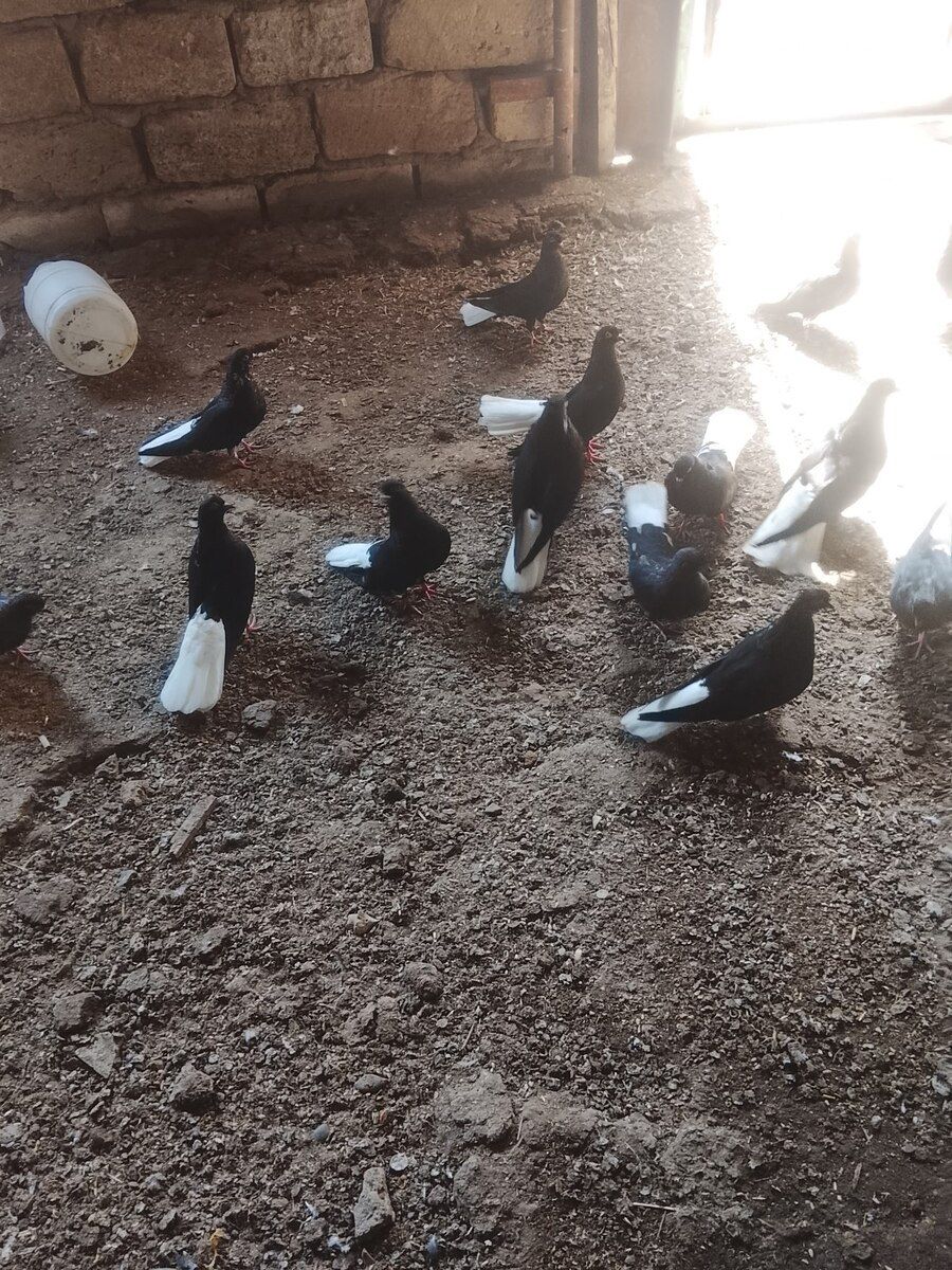 Göyərçinlər — Quşlar, Bakı (6)