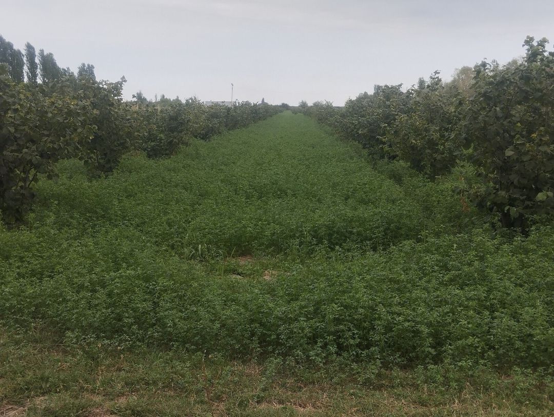1.57 sot torpaq sahəsi, Xaçmaz r — Torpaq, Xaçmaz (4)