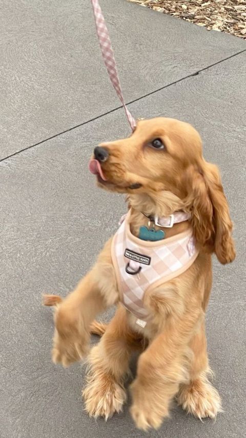 Koker spaniel — 100 ₼ · Bakı · Köpəklər Koker spaniel — Bakı