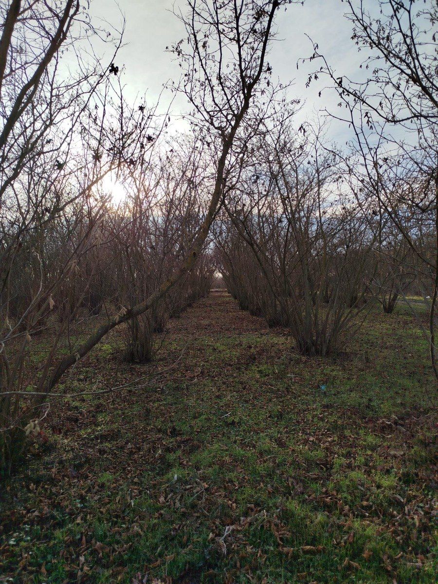 Satılır torpaq 28 sot — Torpaq, Xaçmaz (7)