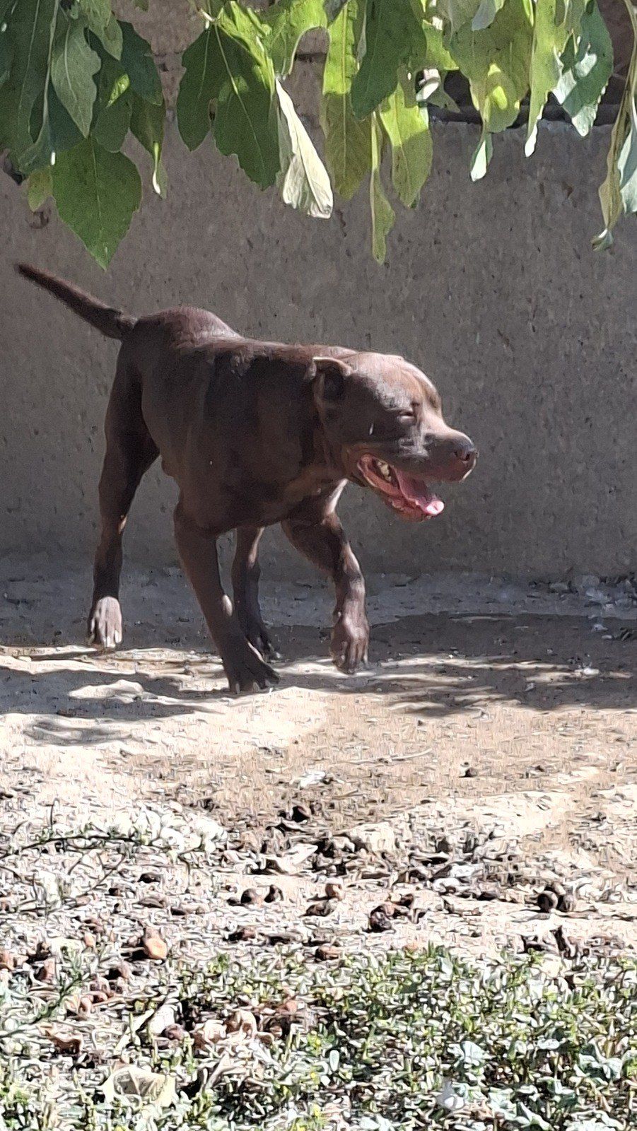 Pitbul — Köpəklər, Bakı (3)
