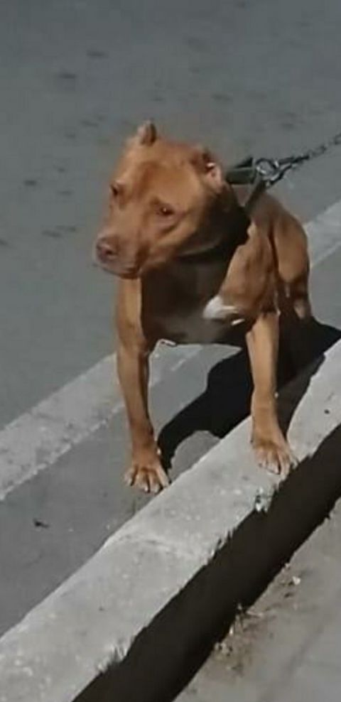 Pitbul, 1 il, Erkək — Gəncə