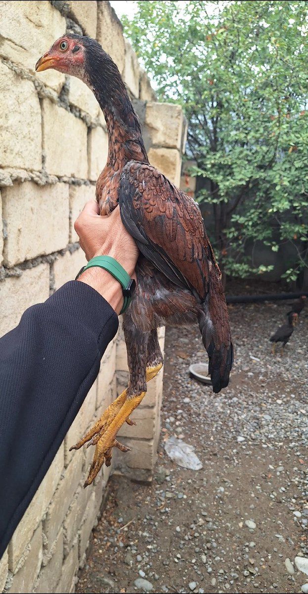 Heyratı fərə — Quşlar, Tərtər (2)
