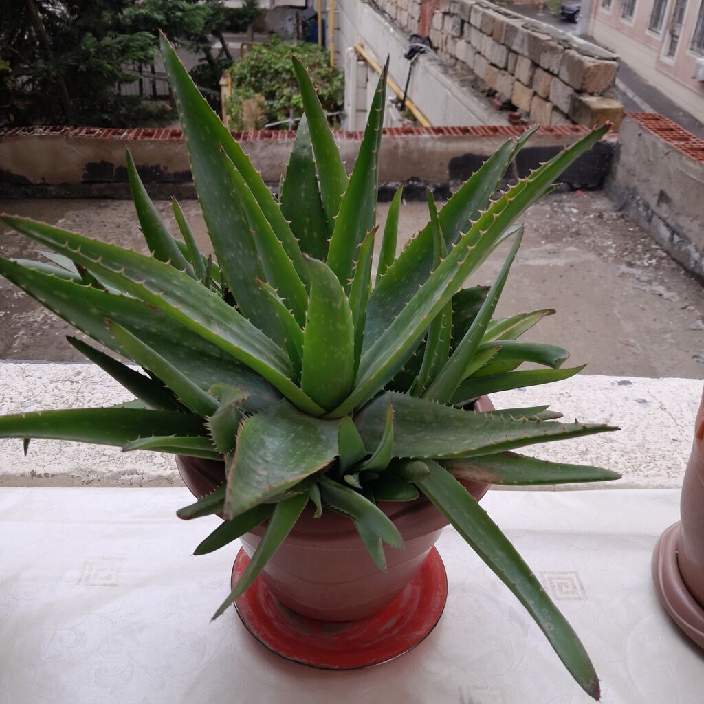 Aloe vera (succulent) – saksıda - Bitki: Aloe vera (qalın, ətli — Qapı bitkələri, Xırdalan (3)