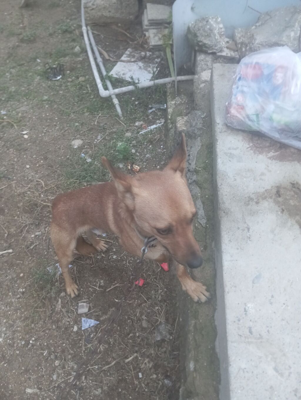2 il, Erkək, Ödənişli çatdırılma — Köpəklər, Digah (4)