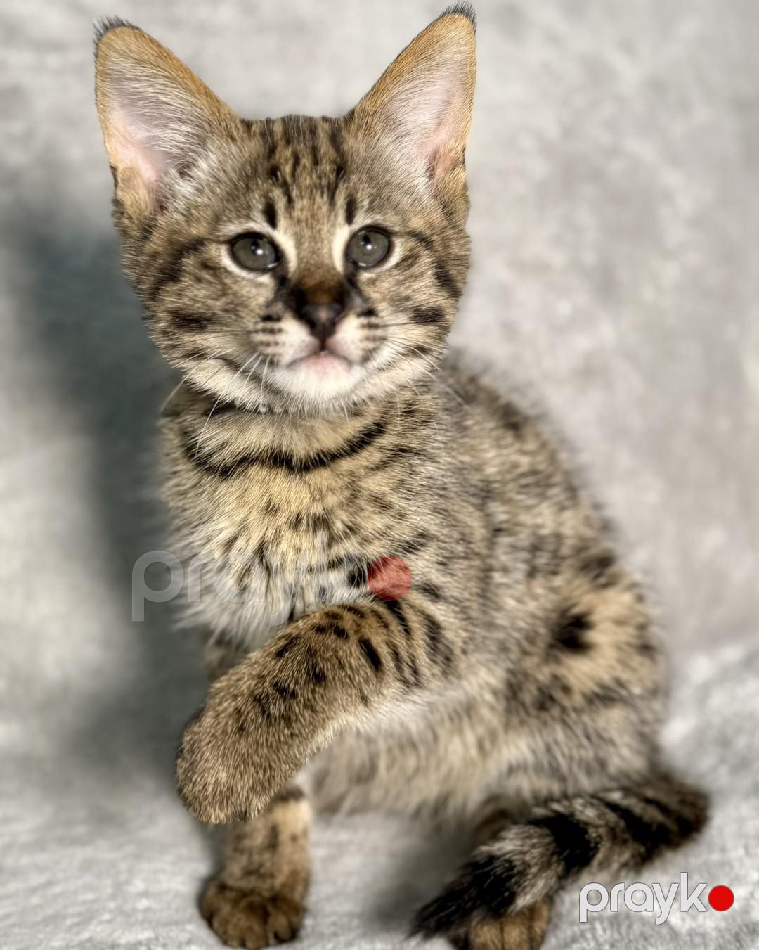 Savannah F5 balaları mövcuddur — Bengal, Bakı (5)