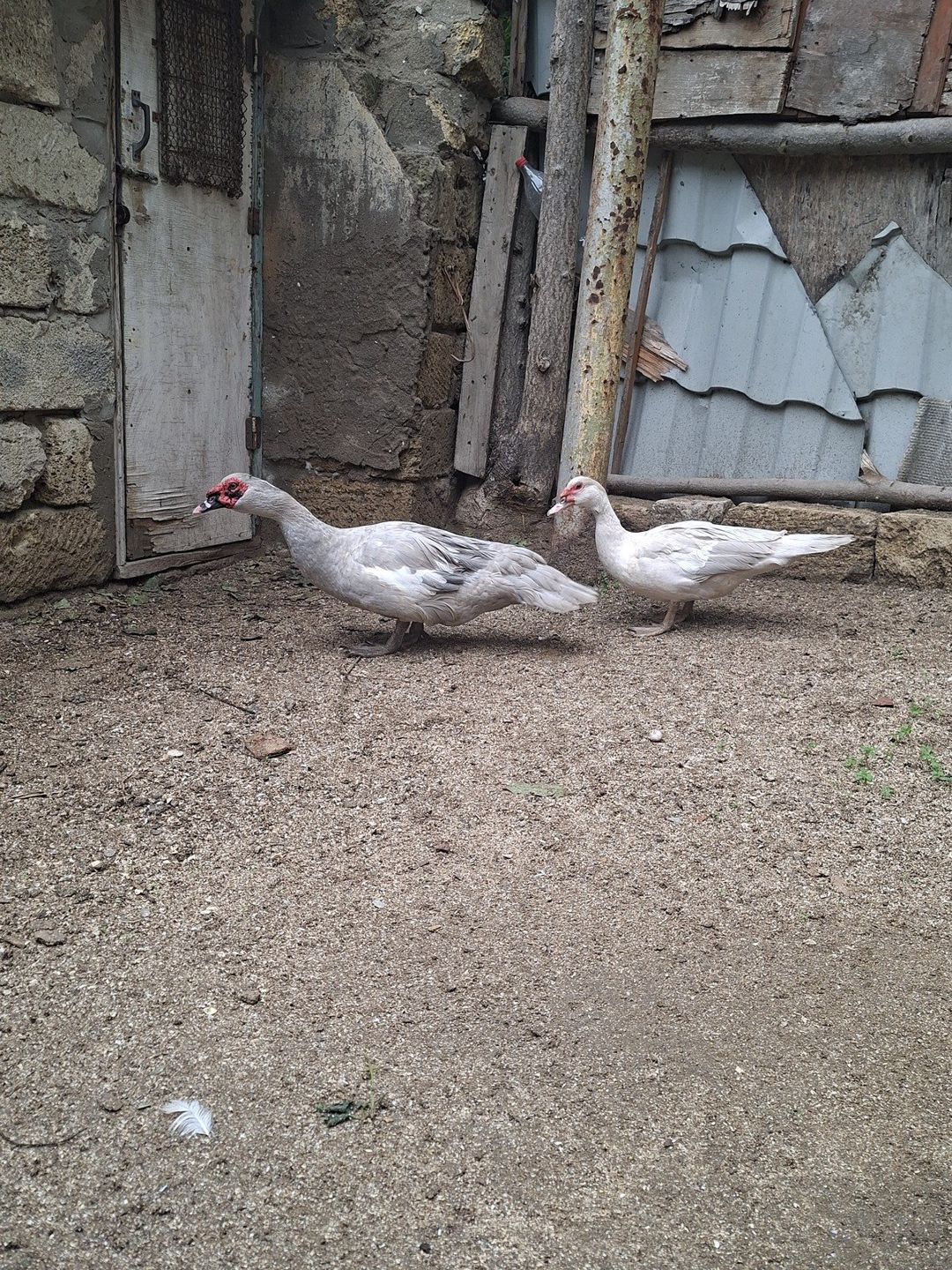 Lavanda ördəkləri — Quşlar, Bakı