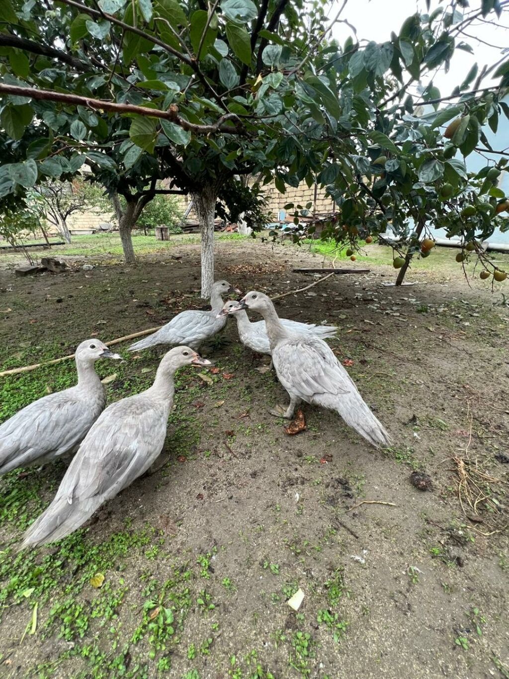 Dişi, Macar, Damazlıq, Ünvandan götürmə — Digərləri, Novxanı (2)