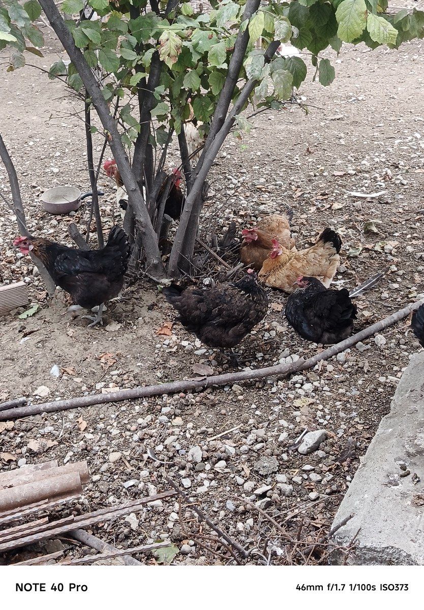 Toyuqlar — Quşlar, Siyəzən