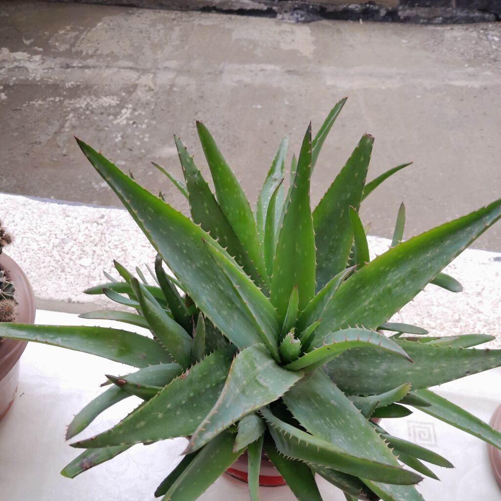 Aloe vera (succulent) – saksıda - Bitki: Aloe vera (qalın, ətli — Qapı bitkələri, Xırdalan (2)