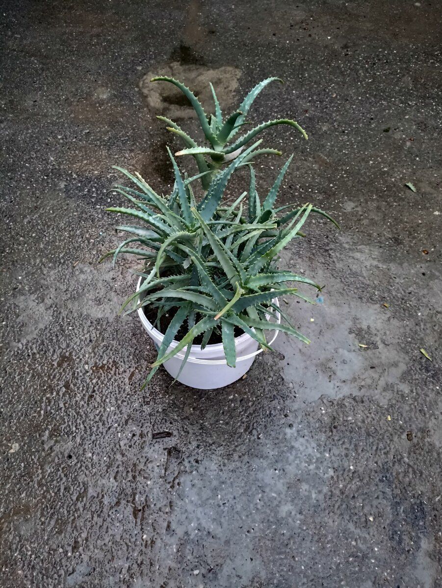 Aloe gülü — Bitkilər, Bakı