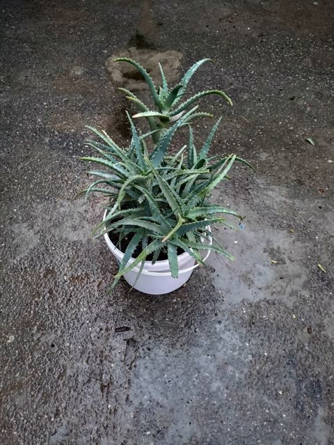 Aloe gülü — Bakı