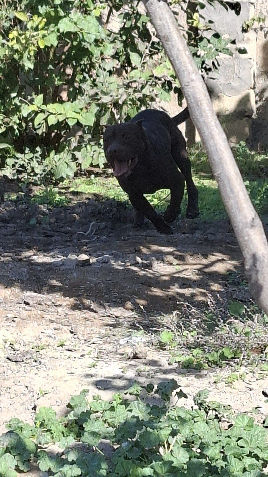 Pitbul — Köpəklər, Bakı (6)