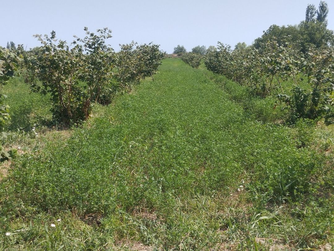 1.57 sot torpaq sahəsi, Xaçmaz r — Torpaq, Xaçmaz (12)