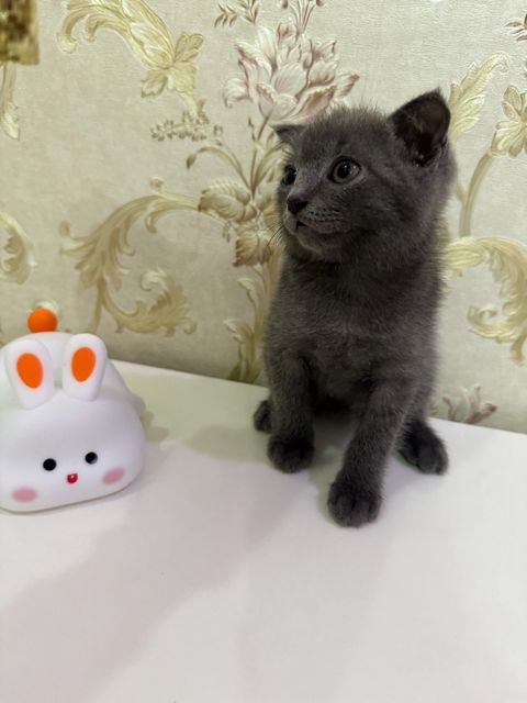 Şotland pişiyi balası — Bakı