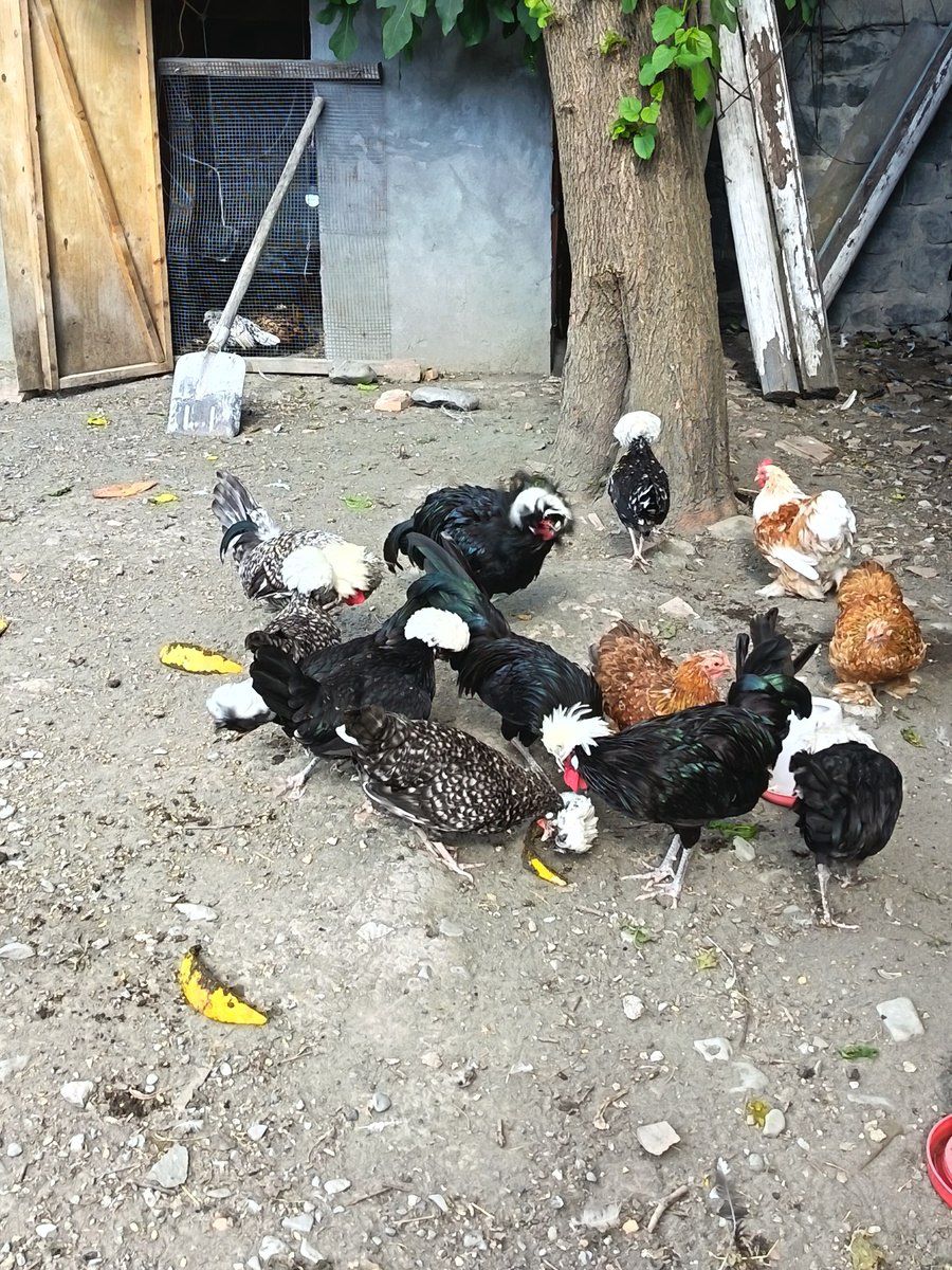 Toyuqlar — Quşlar, Şəki (2)