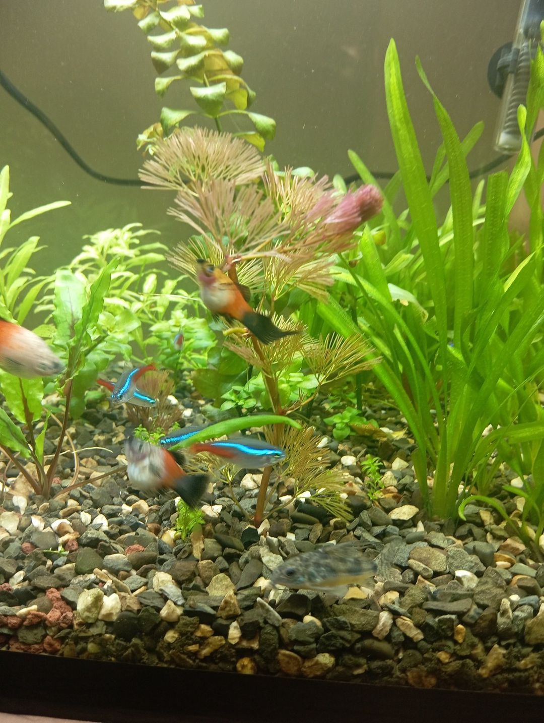 Bitkili akvarium — Akvariumlar və balıqlar, Bakı (5)