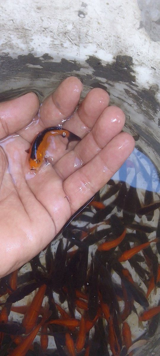 Qızıl balıq — Akvariumlar və balıqlar, Bakı (3)