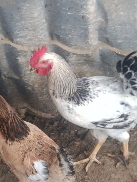 9. Ayliq. Cavan. Xoruz du. 2 kq. Eti. Var. Barter Edirem. 2. İllik — 25 ₼ · Qobu · Toyuq və xoruz 9. Ayliq. Cavan. Xoruz du. 2 kq. Eti. Var. Barter Edirem. 2. İllik — Qobu