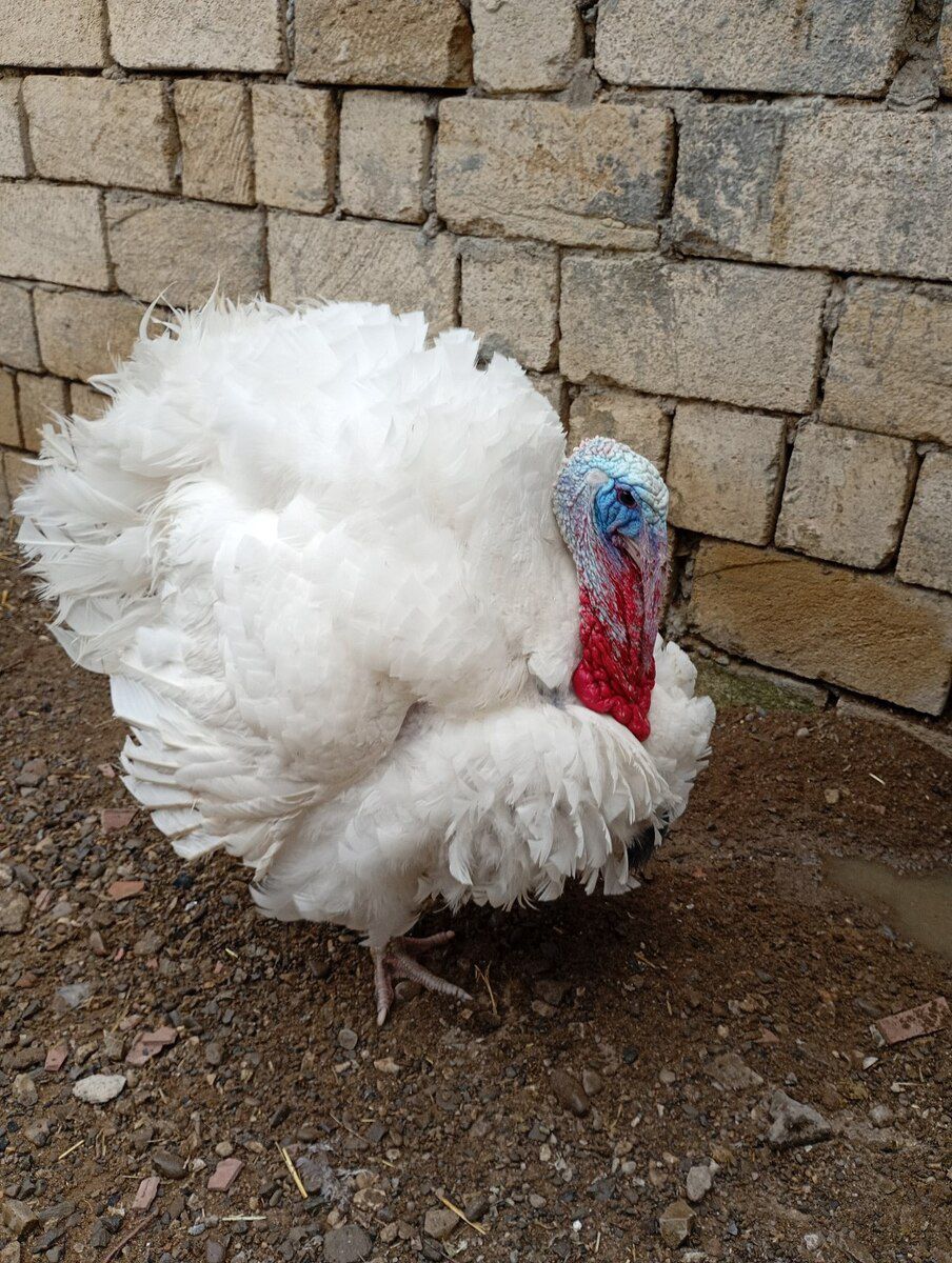 Hinduşka big 6 — Quşlar, Bakı (3)