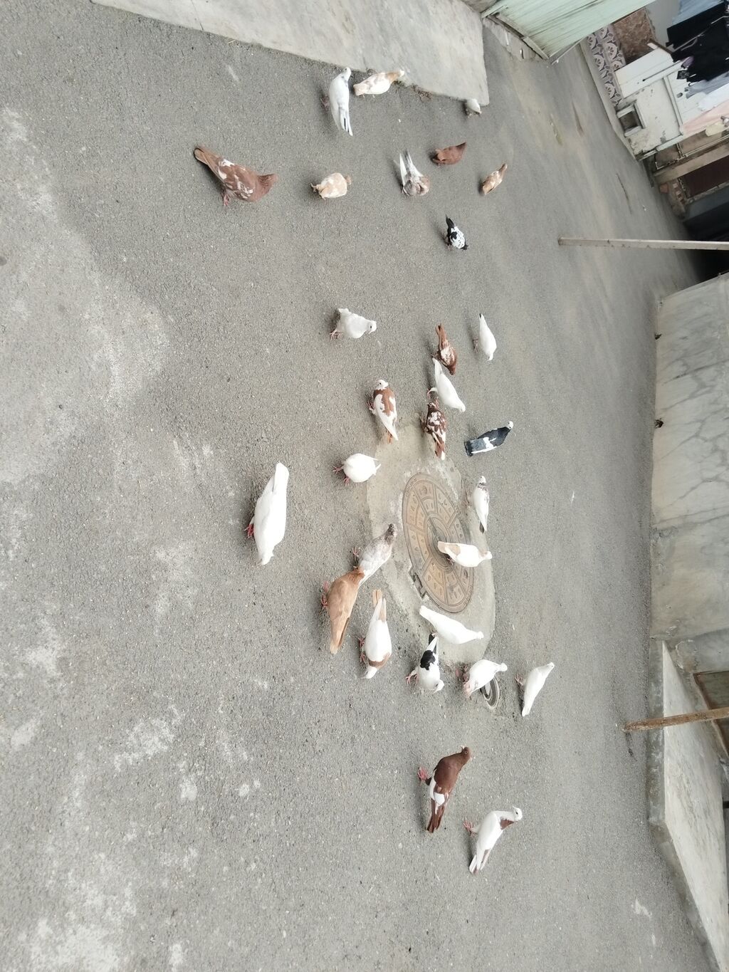 Quşlar satılır 29 quş gəncə 0559454515 — Göyərçin, Gəncə (5)