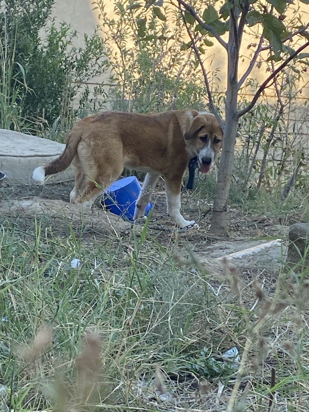 Kanqal — Köpəklər, Bakı (8)