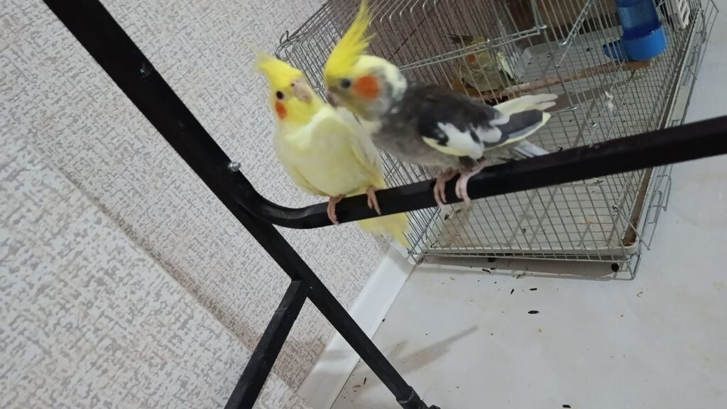 Məhsul: Nimfa (Cockatiel) cütü və qəfəssiz razılaşma olacaq Təsvir — Digərləri, Bakı