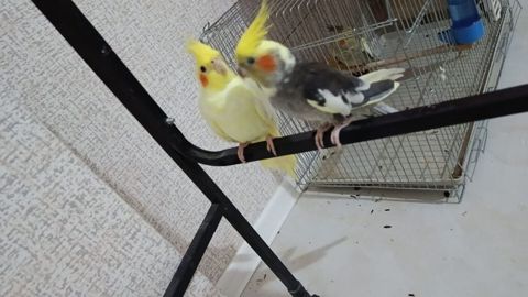 Məhsul: Nimfa (Cockatiel) cütü və qəfəssiz razılaşma olacaq Təsvir — 110 ₼ · Bakı · Digərləri Məhsul: Nimfa (Cockatiel) cütü və qəfəssiz razılaşma olacaq Təsvir — Bakı
