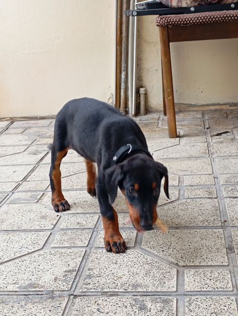 Doberman, 2 ay, Dişi, Ünvandan götürmə — 300 ₼ · Bakı · Köpəklər Doberman, 2 ay, Dişi, Ünvandan götürmə — Bakı