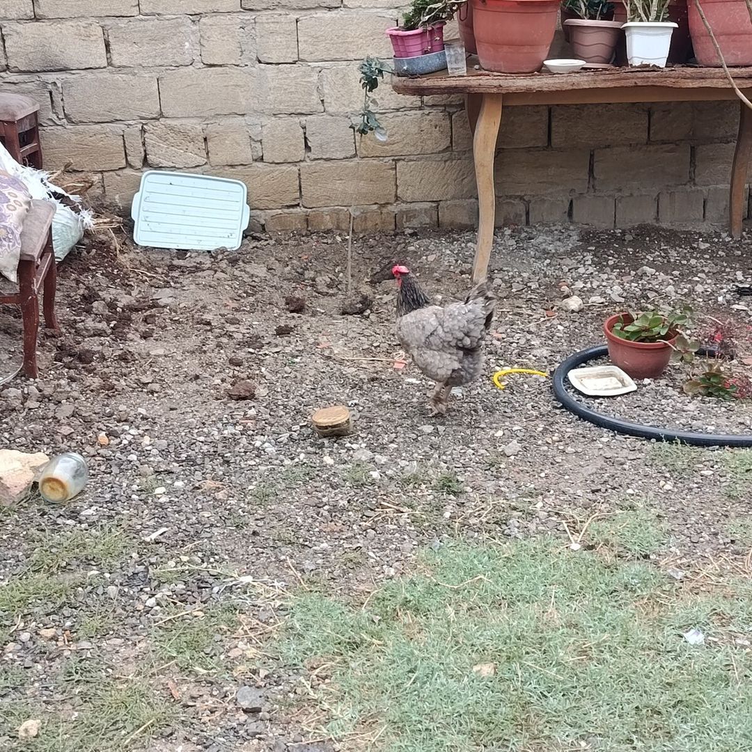Toyuqlar — Quşlar, Sumqayıt (3)