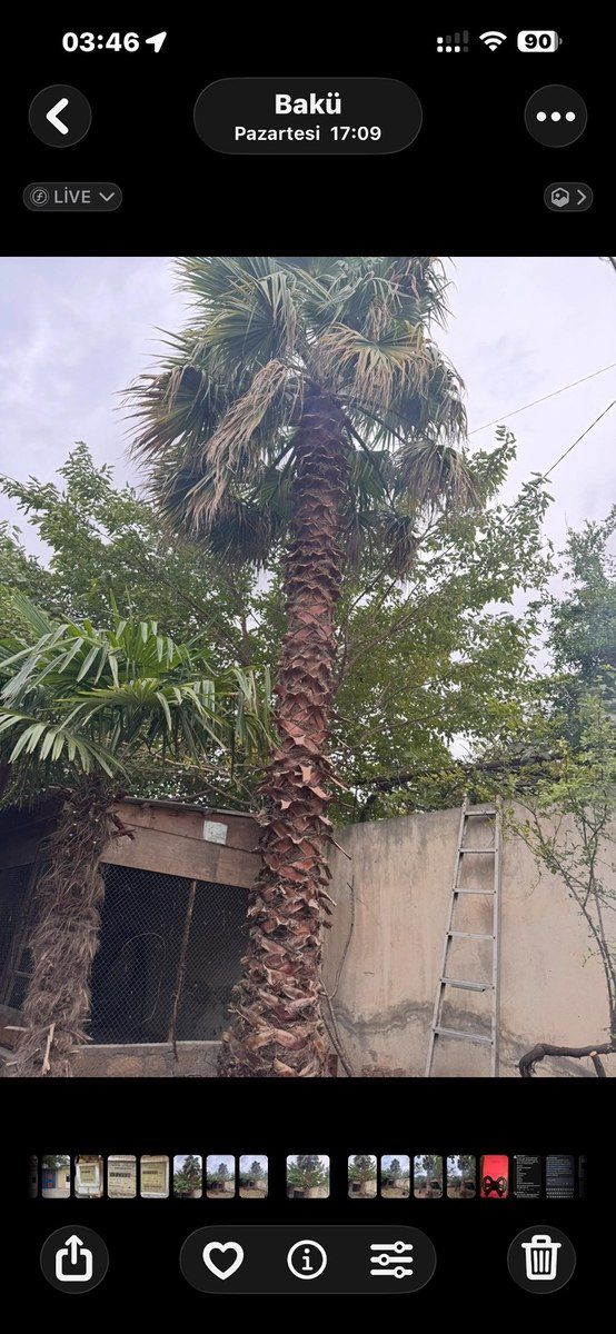 Palma ağacı — Bitkilər, Bakı (4)