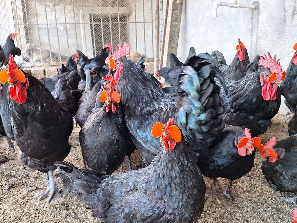 Mayalı avstralorp toyuğu yumurtası — Quşlar, Bakı (11)