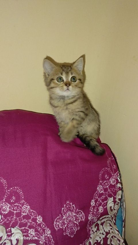 Britan pişiyi — Bakı