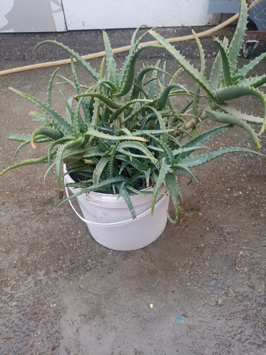 Aloe gülü — Bitkilər, Bakı (7)