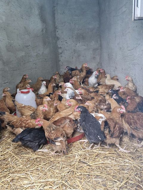 Toyuq, Yumurtalıq, Pulsuz çatdırılma — Sumqayıt