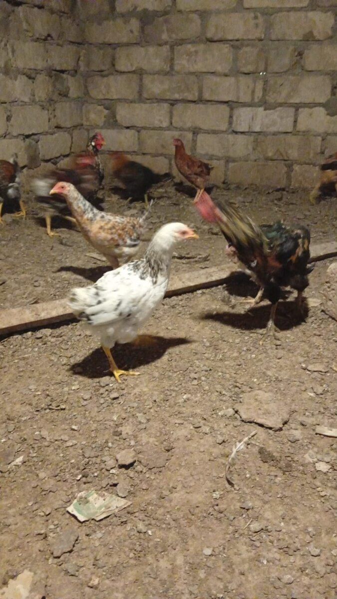Kənd beçəsi — Quşlar, Gəncə (2)