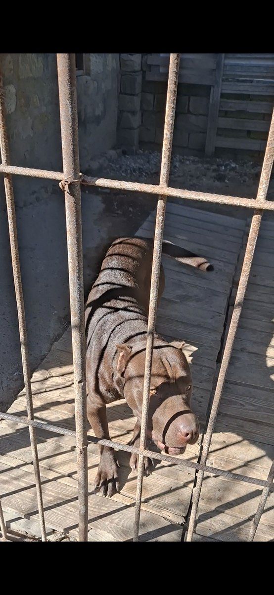 Pitbul — Köpəklər, Bakı (9)