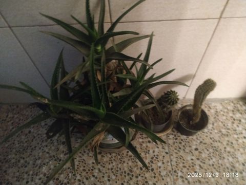 Dibçək gülləri — 3 ₼ · Bakı · Bitkilər Dibçək gülləri — Bakı