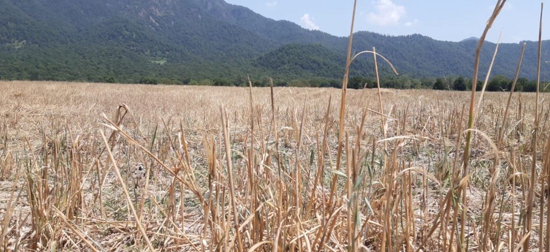 Satılır torpaq 45 sot — Torpaq, İsmayıllı (3)