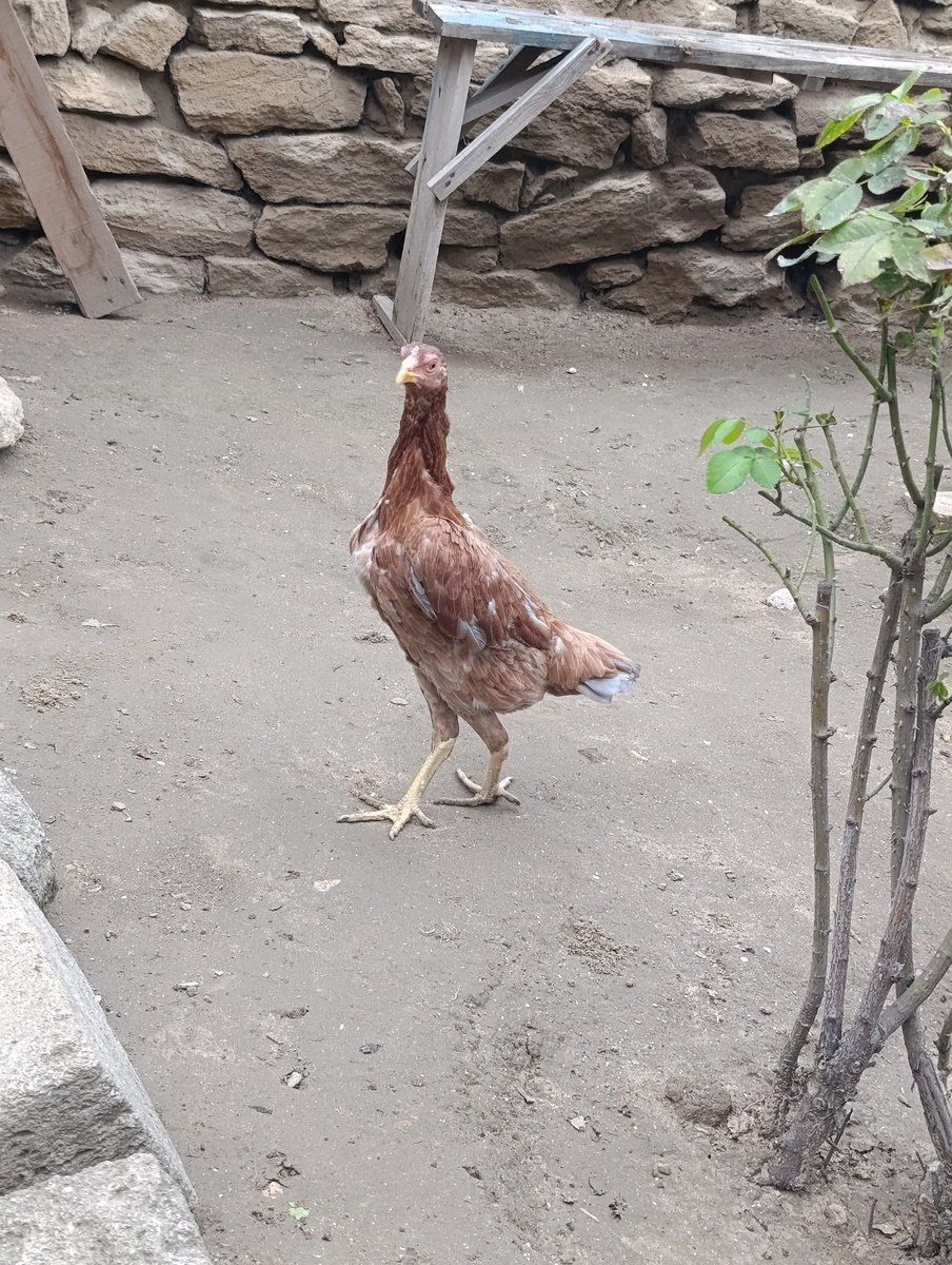 Heyratı ev quşları — Quşlar, Bakı (5)