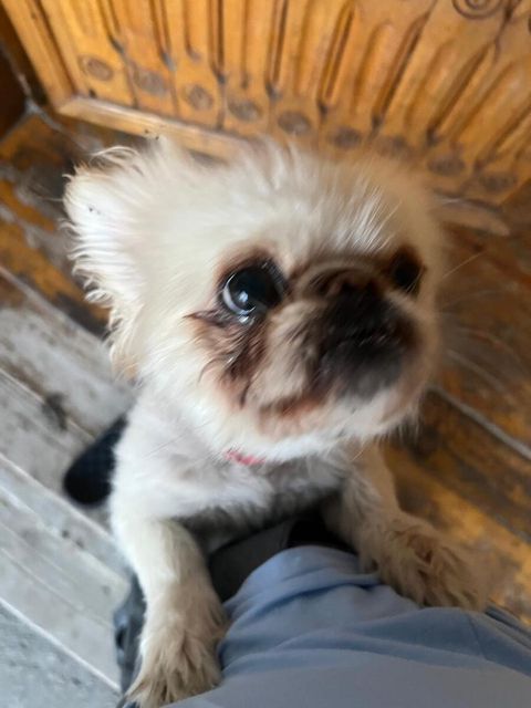 Pekines — 180 ₼ · Gəncə · Köpəklər Pekines — Gəncə