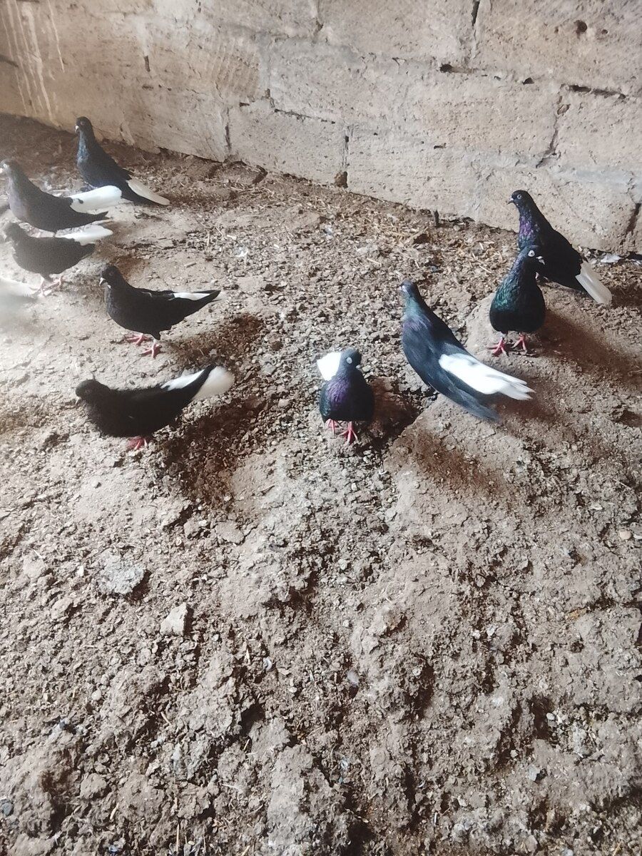 Göyərçinlər — Quşlar, Bakı (4)