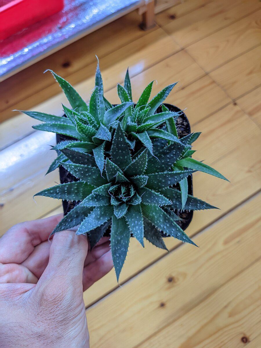 Aloe Aristata — Bitkilər, Sumqayıt (3)