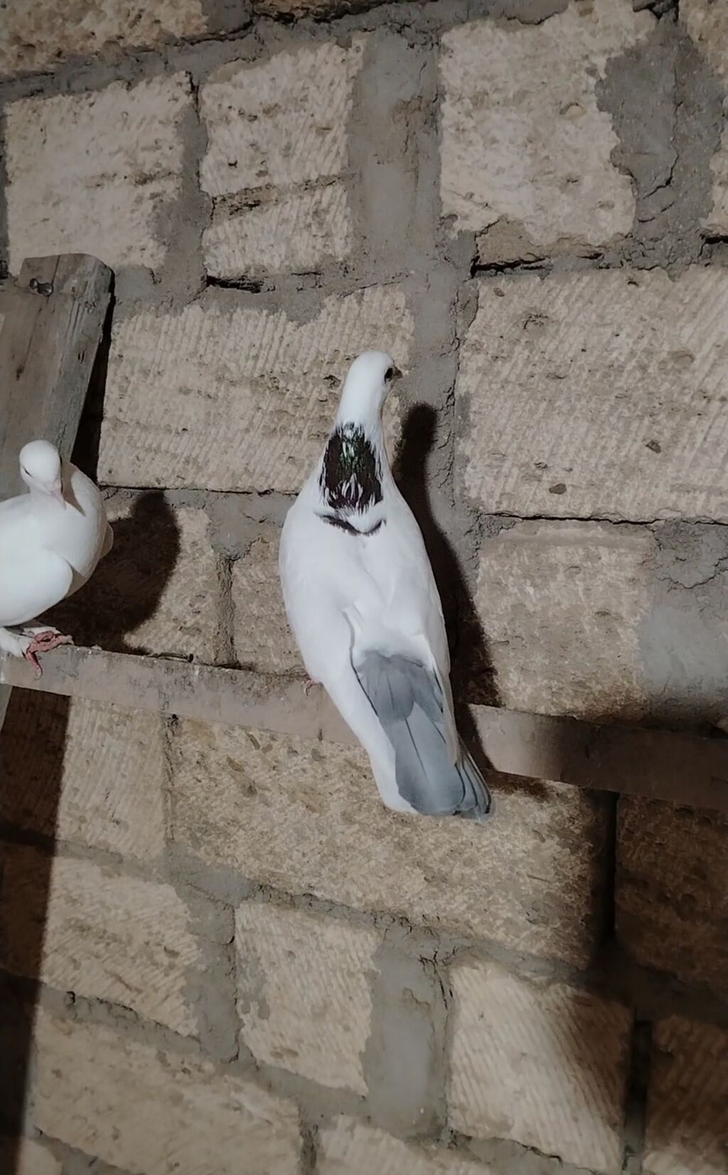 Tutulmadi satilir erkeydi vap akt — Göyərçin, Novxanı