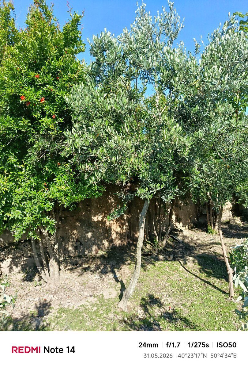 Zeytun ağacları — Bitkilər, Bakı